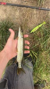 Northern Pike