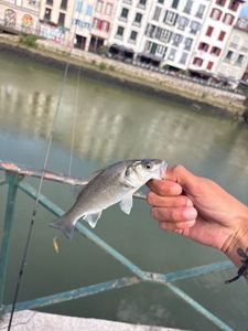 European Bass (Seabass)