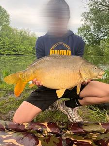Mirror Carp