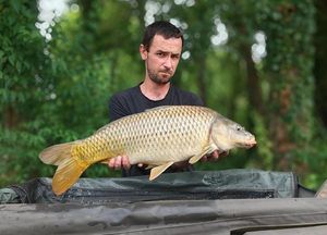 Common Carp