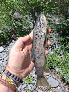 Brown Trout