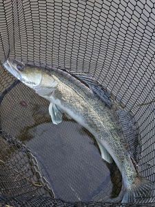 Zander