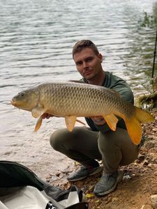 Common Carp