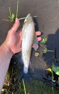 Grayling