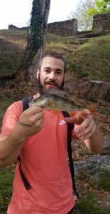 European Perch