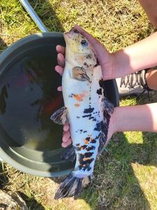 Koï Fish