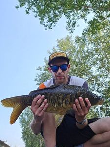 Mirror Carp