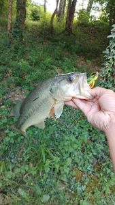 Largemouth Bass