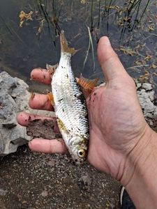 Roach