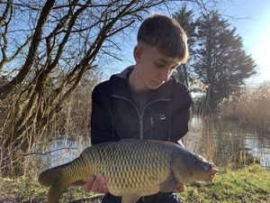 Common Carp