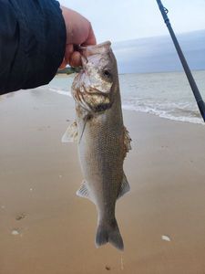 European Bass (Seabass)
