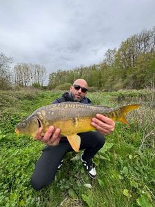 Mirror Carp