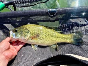 Largemouth Bass