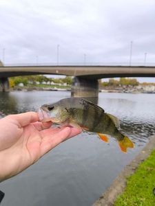European Perch