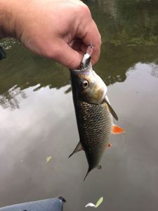 Chub