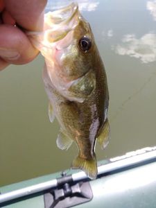 Largemouth Bass