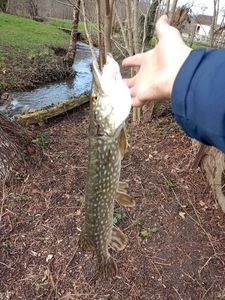 Northern Pike