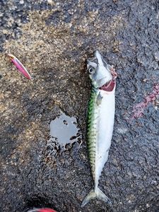Mackerel