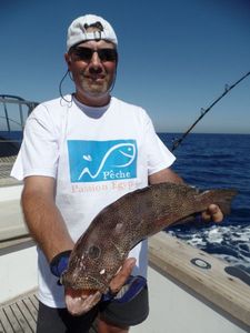 Brownspotted Grouper
