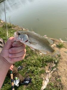 Smallmouth Bass