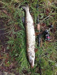 Northern Pike