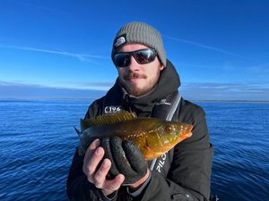 Ballan Wrasse