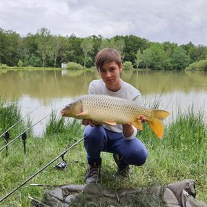 Common Carp