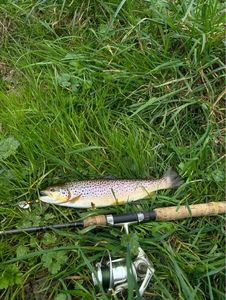 Brown Trout