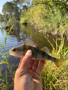 European Perch