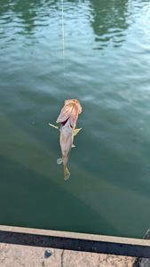 Largemouth Bass