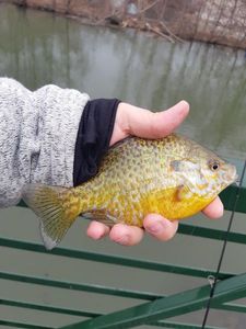 Green Sunfish