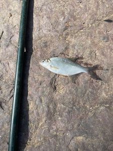 White bream