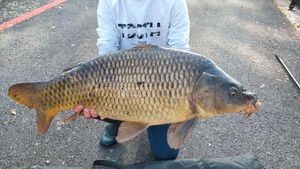 Common Carp