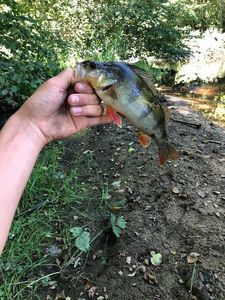 European Perch