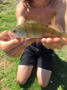 European Perch