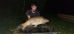 Common Carp