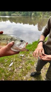 Largemouth Bass