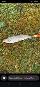 Brown Trout