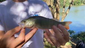 European Perch