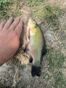 Tench