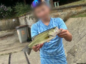 Largemouth Bass