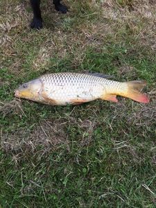 Common Carp