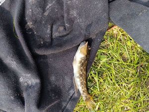 Common Goby