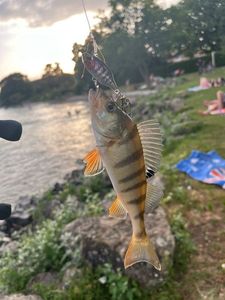 Yellow Perch