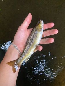 Brown Trout
