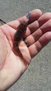 Giant Goby