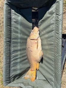 Leather Carp