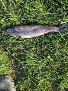 Rainbow Trout