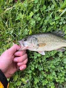 Largemouth Bass