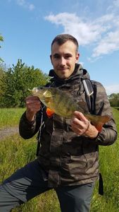 European Perch